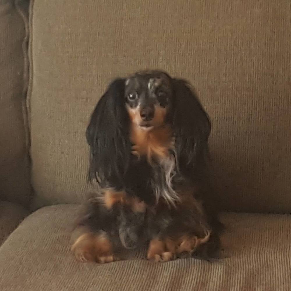 Meet your Posher, Christopher-susan